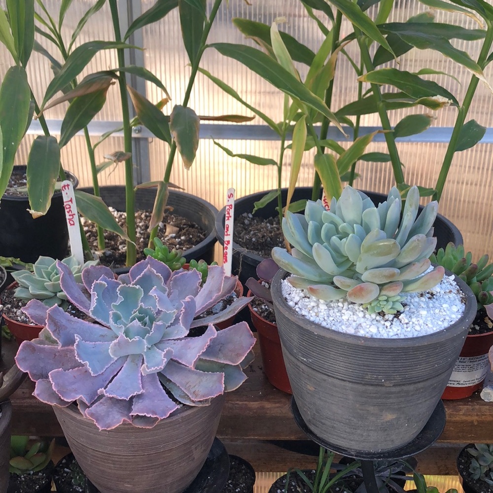 Succulent - Picture 7 of 7